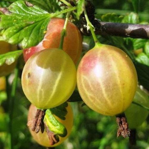 Крыжовник сорт самородок. Описание сортов крыжовника Русский желтый, Инвикта и Малахит (с фото)