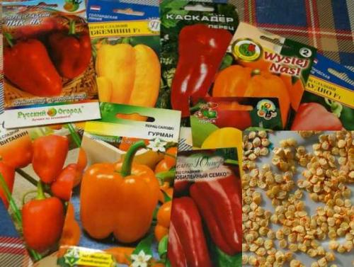 Как ухаживать за перцем в открытом грунте. Выращивание рассады болгарского перца 01 Как ухаживать за перцем в открытом грунте. Выращивание рассады болгарского перца 01