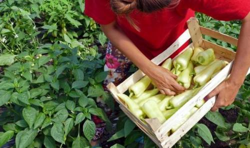 Секреты выращивания перца в теплице. Технология выращивания перца в теплице