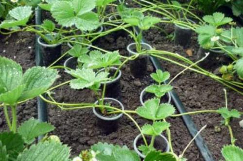 Размножение клубники осенью усами. Размножение клубники усами 05 Размножение клубники осенью усами. Размножение клубники усами 05