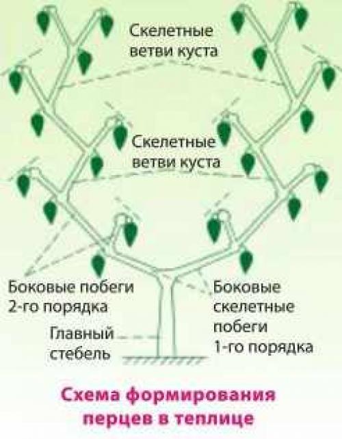 Тепличка для болгарского перца. Парник своими руками 11