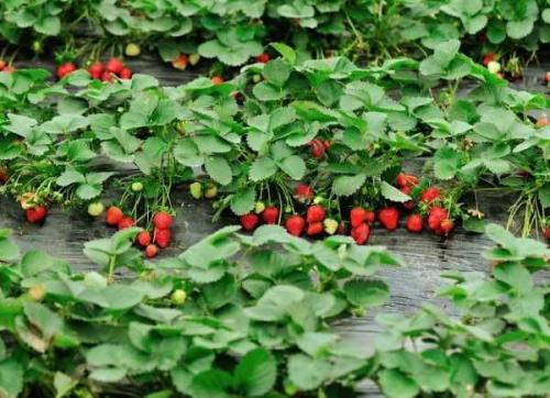 Размножение клубники осенью усами. Размножение клубники усами 08 Размножение клубники осенью усами. Размножение клубники усами 08