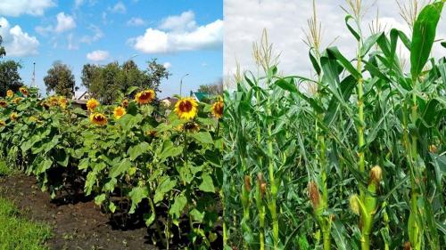 Соседство на грядке овощей таблица. Смешанные посадки 03 Соседство на грядке овощей таблица. Смешанные посадки 03