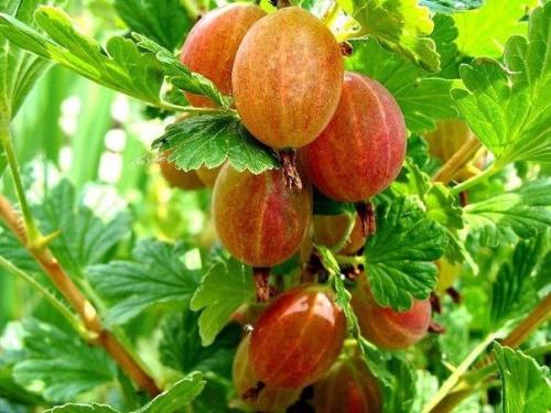 Сорта крыжовника без шипов. Чем хорош крыжовник без шипов и какой сорт выбрать  в закладки 1