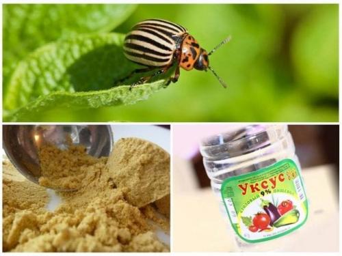 Горчица для огорода польза. Средство от вредителей и болезней