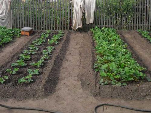 Почему в огороде растет мох. Борьба со мхом на приусадебном участке 12 Почему в огороде растет мох. Борьба со мхом на приусадебном участке 12