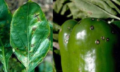 Тепличка для болгарского перца. Парник своими руками 15