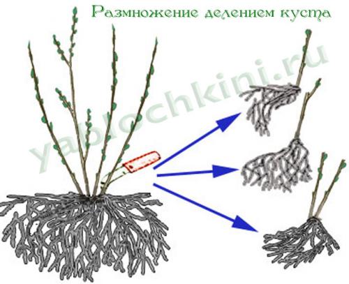 Способ размножения малины с помощью корневых отпрысков называют 04 Способ размножения малины с помощью корневых отпрысков называют 04
