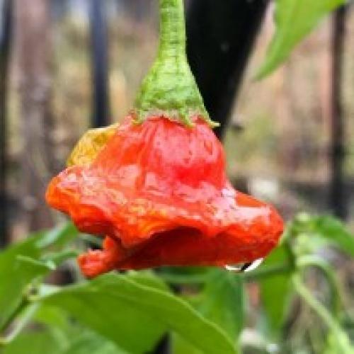 Перец комнатный разноцветный. Интересные сорта комнатного горького перца