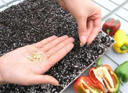 Как ухаживать за перцем в открытом грунте. Выращивание рассады болгарского перца 02 Как ухаживать за перцем в открытом грунте. Выращивание рассады болгарского перца 02