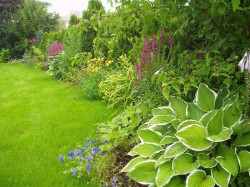 Дихлорофен от мха. Способы борьбы