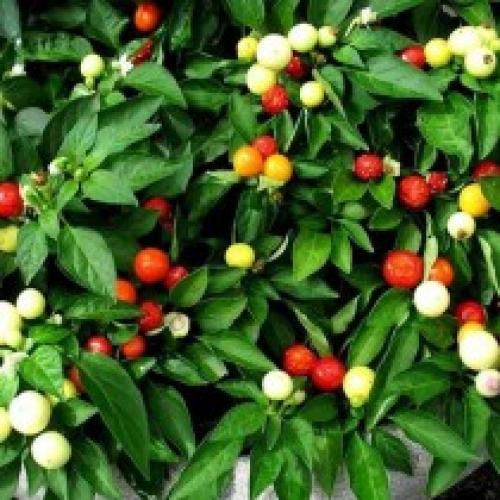 Перец комнатный разноцветный. Интересные сорта комнатного горького перца
