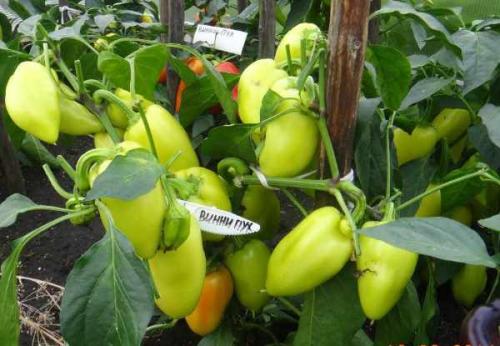 Тепличка для болгарского перца. Парник своими руками 14