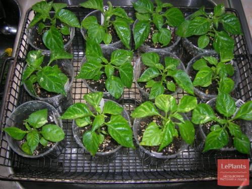 Декоративный перец можно есть. Когда и как сеять острый перец для выращивания в комнате