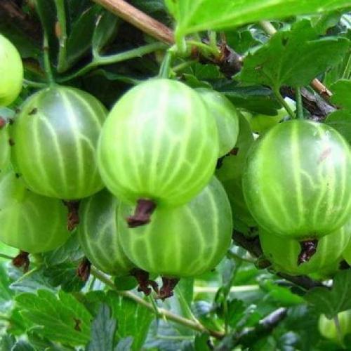 Крыжовник сорт самородок. Описание сортов крыжовника Русский желтый, Инвикта и Малахит (с фото)