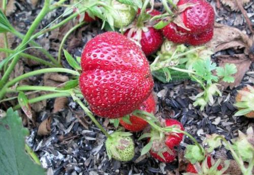 Шелуха от семечек для рассады. Как мульчировать почву шелухой