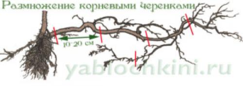 Способ размножения малины с помощью корневых отпрысков называют 03 Способ размножения малины с помощью корневых отпрысков называют 03