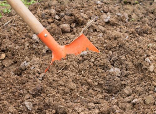 Можно ли сажать малину черенками осенью. Как подготовить саженцы малины 13