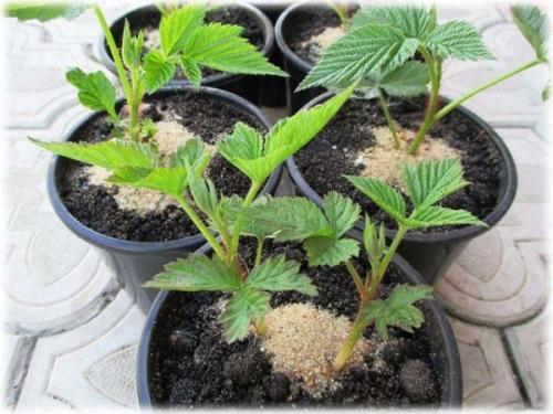 Как правильно посадить ремонтантную малину осенью. Как правильно сажать ремонтантную малину 01 Как правильно посадить ремонтантную малину осенью. Как правильно сажать ремонтантную малину 01