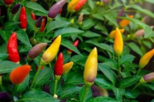 Выращивание черного перца, как бизнес. Острый перец: выращивание и уход