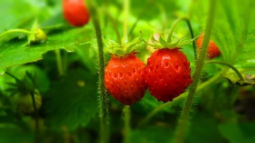 Клубника осенью. Уход за клубникой и земляникой осенью