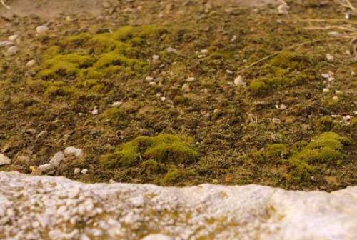 Почему в огороде растет мох. Борьба со мхом на приусадебном участке 11 Почему в огороде растет мох. Борьба со мхом на приусадебном участке 11