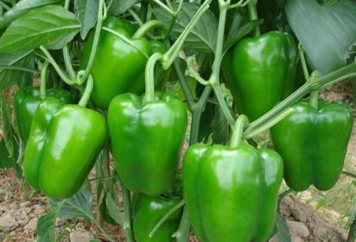 Тепличка для болгарского перца. Парник своими руками 12