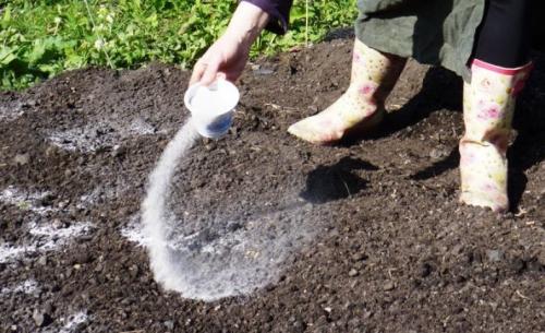 Дихлорофен от мха. Способы борьбы