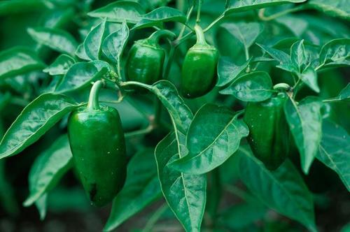 Как ухаживать за перцем в открытом грунте. Выращивание рассады болгарского перца 03 Как ухаживать за перцем в открытом грунте. Выращивание рассады болгарского перца 03