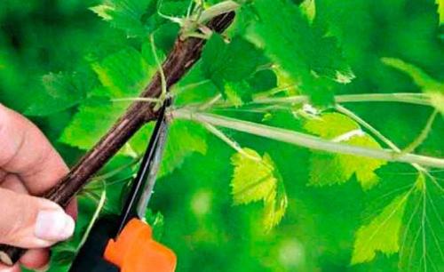 Обрезка черной смородины когда и как правильно ее делать. Способы и цели обрезки