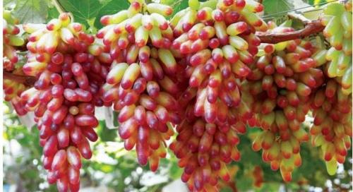 Укоренить черенки винограда весной. Веселый Урожайник выращивание и уход