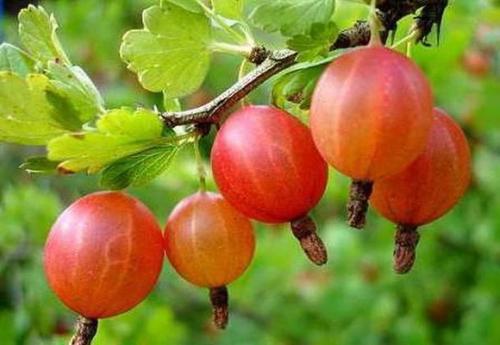 Когда сажать крыжовник в Сибири. Сорта для Сибири