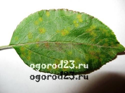 Парша на стволе яблони. Парша на яблонях – чем лечить?