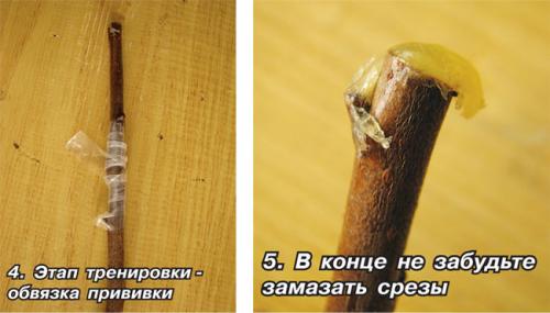 Когда заготавливают черенки яблонь для прививки. Когда нужно заготавливать черенки 02