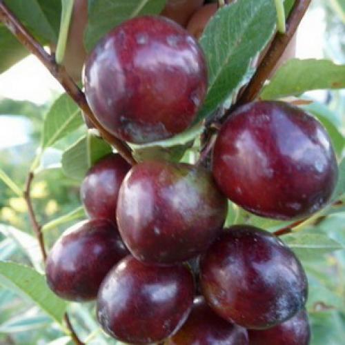 Вишня войлочная вырастить из косточки. Как вырастить войлочную вишню из косточки 07