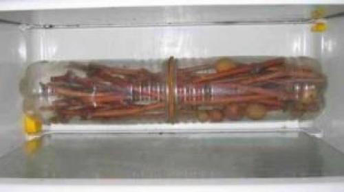 Укоренить черенки винограда весной. Веселый Урожайник выращивание и уход