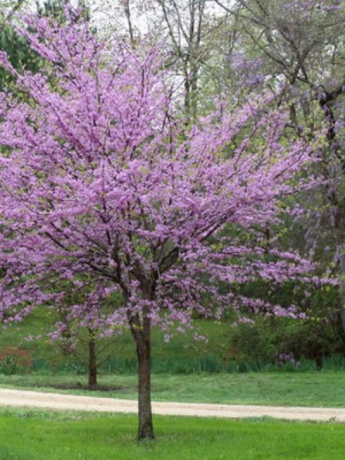 Какие овощи растут на огороде. Планировка посадок 11 Какие овощи растут на огороде. Планировка посадок 11