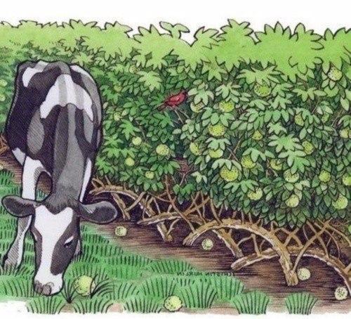 Как сделать живую изгородь 02