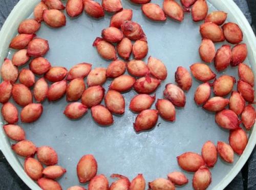 Как размножать войлочную вишню черенками. Как размножить войлочную вишню: отводками, черенками и семенами