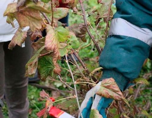 Обрезка смородины в сентябре. Когда обрезать смородину осенью: оптимальные сроки