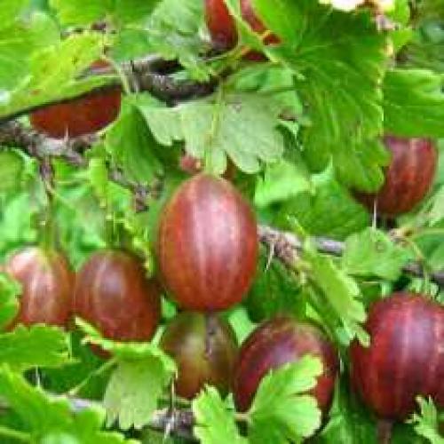 Крыжовник фантазия. Саженцы крыжовника