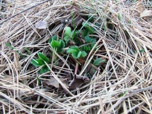 Чем накрывать клубнику зимой. Способы укрытия земляники на зиму 01