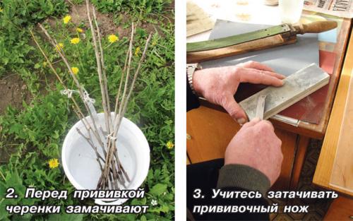 Когда заготавливают черенки яблонь для прививки. Когда нужно заготавливать черенки 01