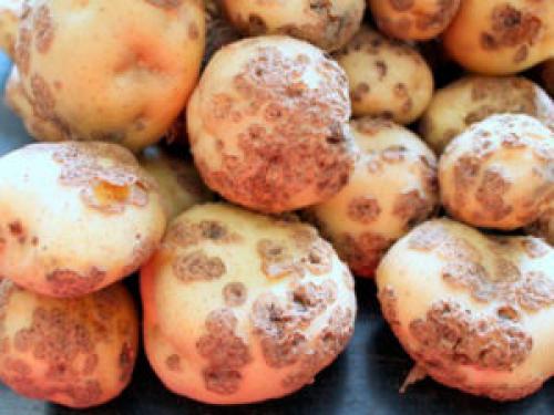 Что такое парша и как с ней бороться. Парша на груше 10