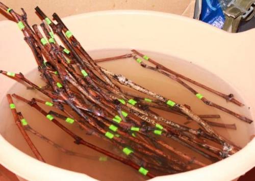 Подготовка черенков винограда к хранению. Где хранить черенки винограда до весны 19 Подготовка черенков винограда к хранению. Где хранить черенки винограда до весны 19