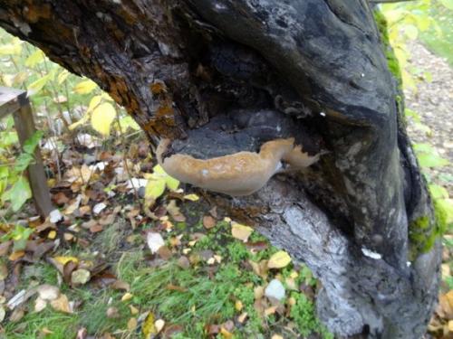 На стволе яблони желтые пятна. Грибковые