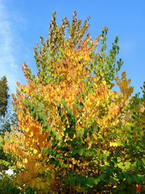 Какие овощи растут на огороде. Планировка посадок 10 Какие овощи растут на огороде. Планировка посадок 10