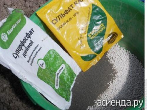 Конский навоз для малины. Подкормка малины