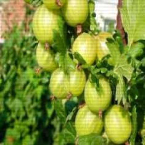 Крыжовник фантазия. Саженцы крыжовника