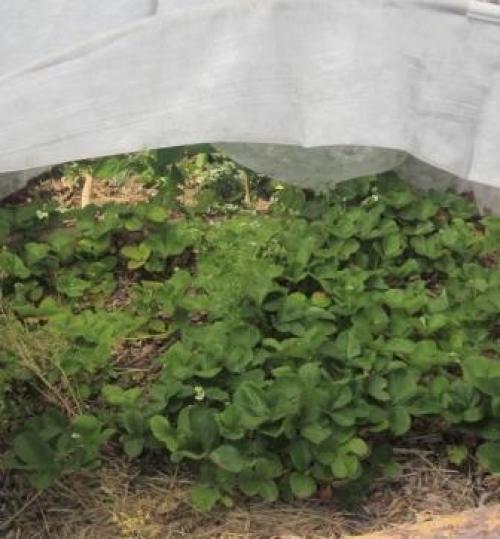 Чем накрывать клубнику зимой. Способы укрытия земляники на зиму 02